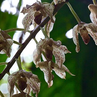 Xylobium leontoglossum unspecified picture