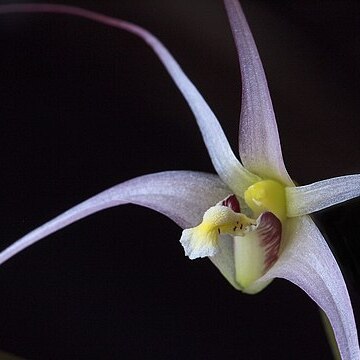 Dendrobium pulvilliferum unspecified picture