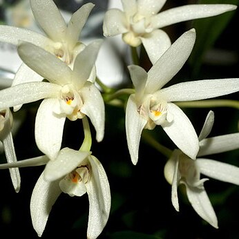 Dendrobium falcorostrum unspecified picture