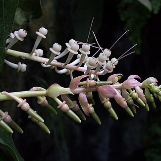 Cavendishia grandifolia unspecified picture