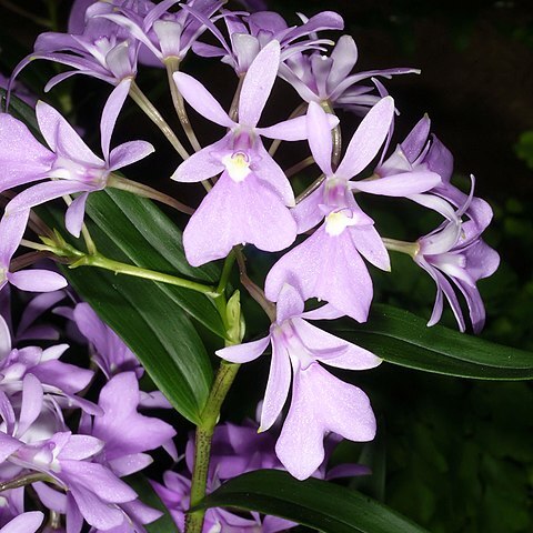 Epidendrum centropetalum unspecified picture