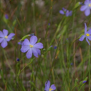 Orthrosanthus unspecified picture