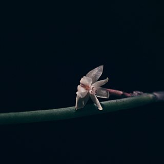 Scaphyglottis reflexa unspecified picture