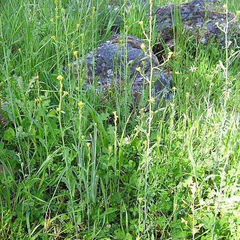 Sisymbrium runcinatum unspecified picture