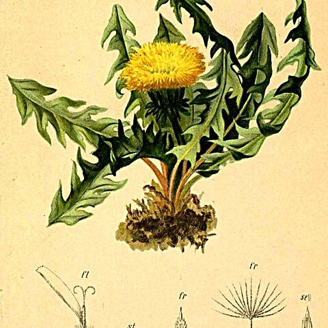 Taraxacum nigricans unspecified picture