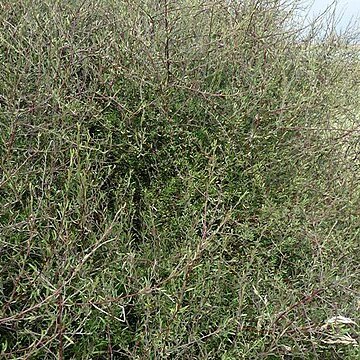 Plagianthus divaricatus unspecified picture