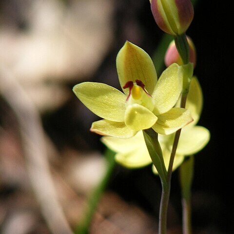 Thelymitra antennifera unspecified picture