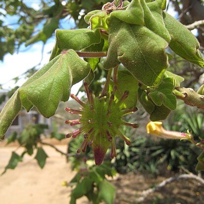 Uncarina unspecified picture