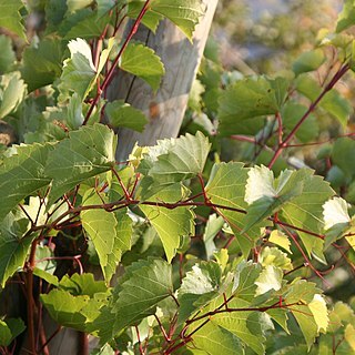 Vitis rupestris unspecified picture