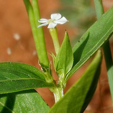 Catharanthus unspecified picture