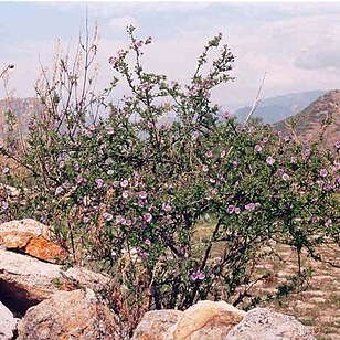 Lycianthes lycioides unspecified picture