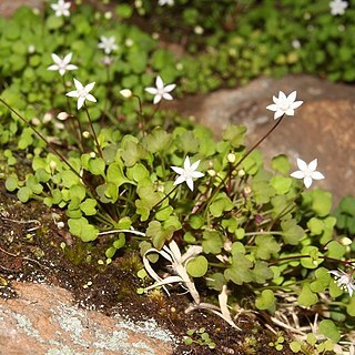 Crassula dentata unspecified picture