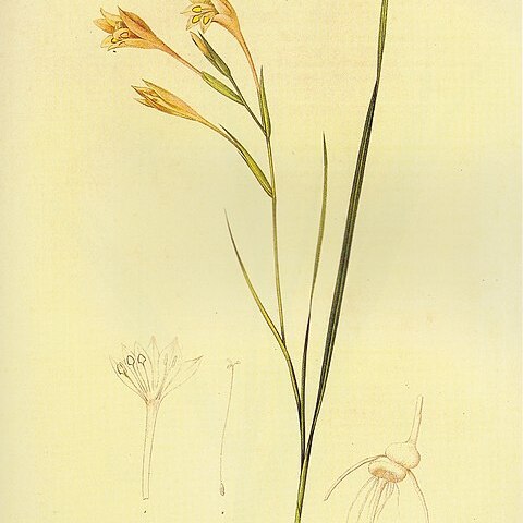 Gladiolus angustus unspecified picture