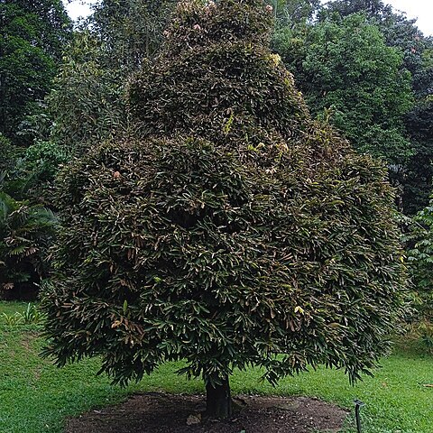 Diospyros diepenhorstii unspecified picture