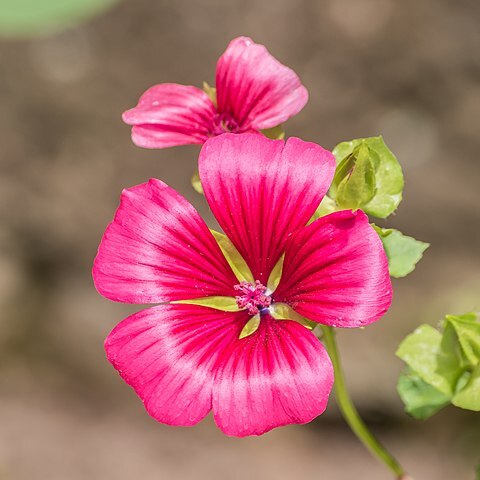 Malope unspecified picture