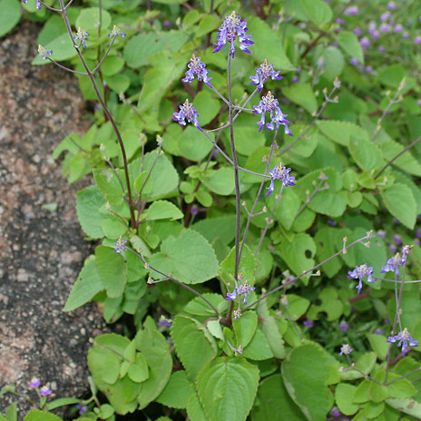 Anisochilus carnosus unspecified picture