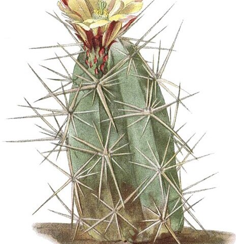 Echinocereus maritimus unspecified picture