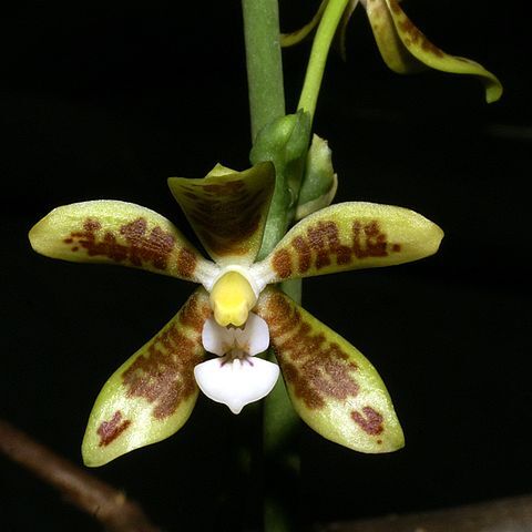 Phalaenopsis viridis unspecified picture