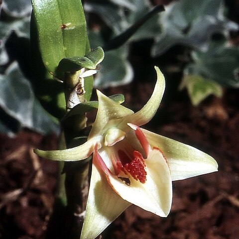 Dendrobium cruentum unspecified picture