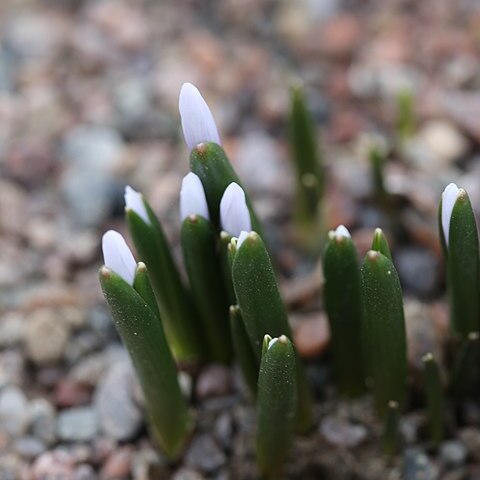 Colchicum lagotum unspecified picture