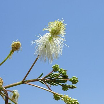 Desmanthus fruticosus unspecified picture