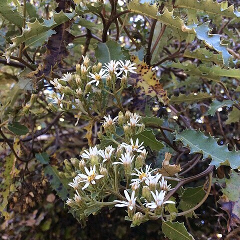 Olearia ilicifolia unspecified picture