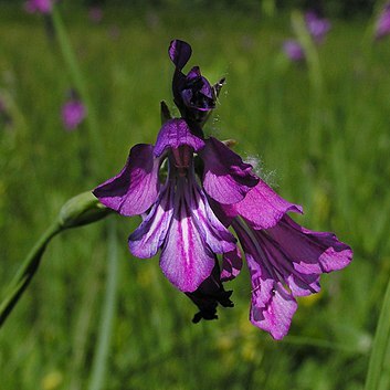 Gladiolus tenuis unspecified picture