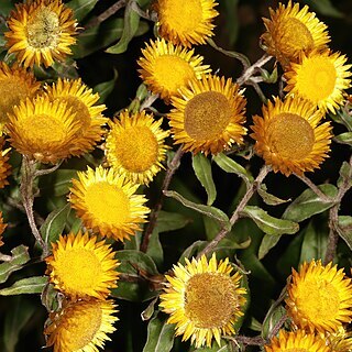 Helichrysum aureolum unspecified picture