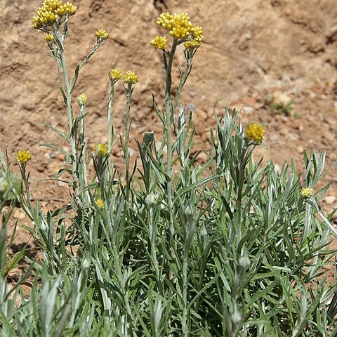 Helichrysum hyblaeum unspecified picture