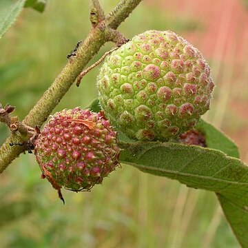 Triumfetta lepidota unspecified picture