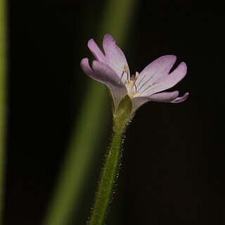 Epilobium glaberrimum unspecified picture