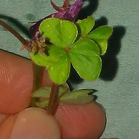 Oxalis brasiliensis unspecified picture