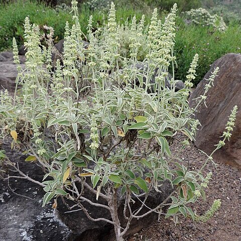 Sideritis ferrensis unspecified picture