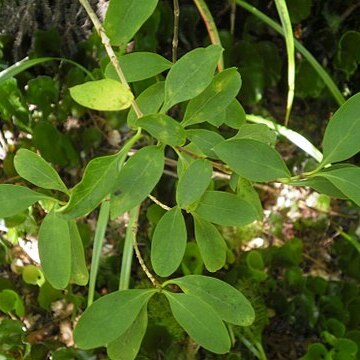 Coprosma foetidissima unspecified picture