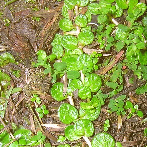 Epilobium komarovianum unspecified picture