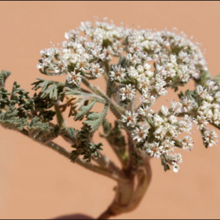 Daucus biseriatus unspecified picture