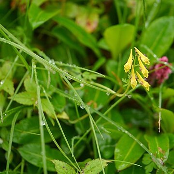 Corydalis filiformis unspecified picture