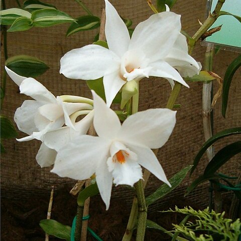 Dendrobium infundibulum unspecified picture