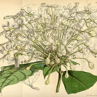 Clerodendrum capitatum unspecified picture