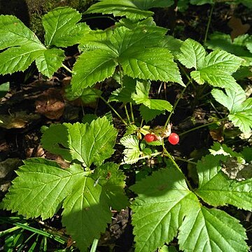 Rubus humulifolius unspecified picture