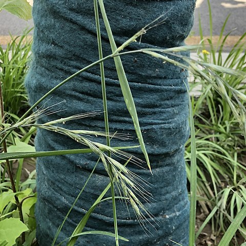 Elymus dahuricus unspecified picture