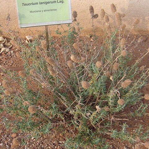 Teucrium lanigerum unspecified picture