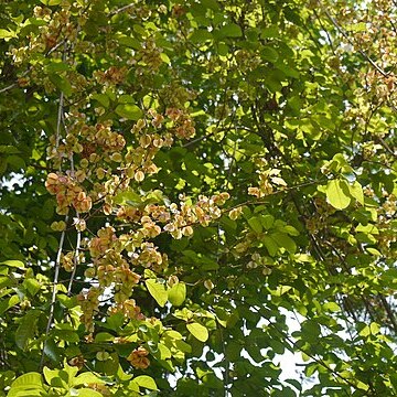 Combretum latifolium unspecified picture