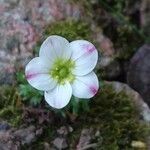 Saxifraga rosacea flower picture by Marcus Hufgard (cc-by-sa)