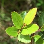 Nothofagus dombeyi leaf picture by Daniel Barthelemy (cc-by-nc)