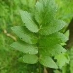 Apium nodiflorum leaf picture by Pereira Jorge (cc-by-sa)