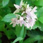 Dactylorhiza fuchsii flower picture by Boumlik Messaïli (cc-by-sa)