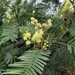 Acacia decurrens flower picture by arlas (cc-by-sa)