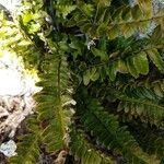 Asplenium marinum leaf picture by Christophe Gautreau (cc-by-sa)