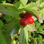 Cornus suecica fruit picture by Gøran Flakne Gynnild (cc-by-sa)